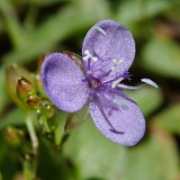 Murdannia spirata var. spirata (L.) G.Brückn.